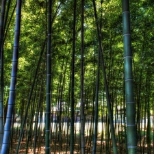 bamboo, forest