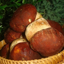 basket, boletus, forest, mushrooms