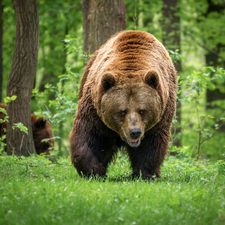 trees, viewes, Green, forest, Brown bear