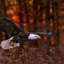 American Bald Eagle, grass, forest, flight