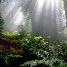 Fern, forest