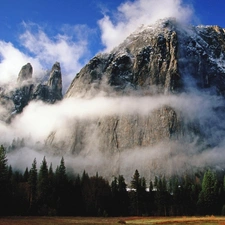 forest, clouds, Fog