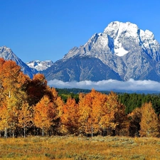 forest, Fog, Mountains, snow, Snowy