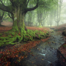 Fog, Gorbea National Park, trees, forest, Spain, stream, viewes