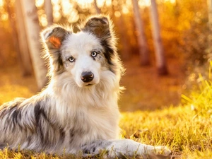 dog, forest, grass, Border Collie