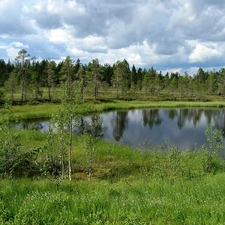 forest, lake, Meadow