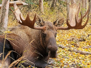 moose, Yellow, Leaf, forest