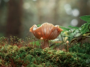 forest, Mushrooms, Moss