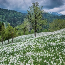 forest, Mountains, trees, viewes, clouds, Spring, narcissus, Meadow, Flowers