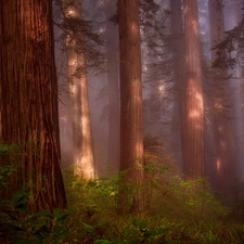 State of California, The United States, Redwood National Park, forest, fern, redwoods, viewes, Fog, trees