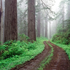 forest, Green, Path