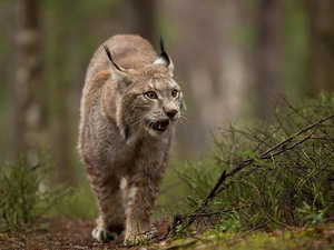 forest, Lynx, Path