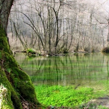 River, Moss, forest, trees