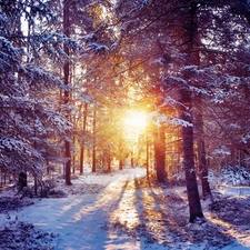 light breaking through sky, winter, forest