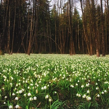 snowdrops, forest