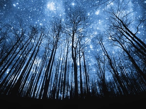 forest, Sky, star