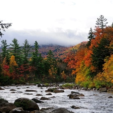 forest, River, Stones