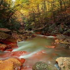 forest, River, Stones