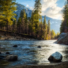 forest, River, Stones