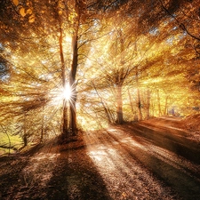 forest, rays, sun