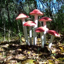 toadstools, forest