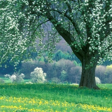 trees, Colourfull Flowers, forest, Meadow