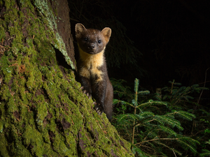 forest, marten, trees