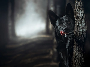 Black, forest, trees, German Shepherd