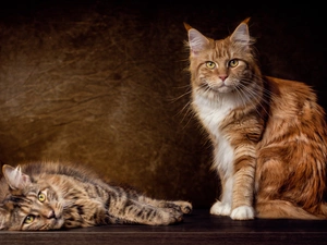 Norwegian Forest, Two cars, cats