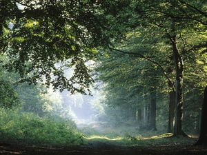 ligh, green ones, viewes, flash, forest, dark, trees, luminosity, sun, Przebijające