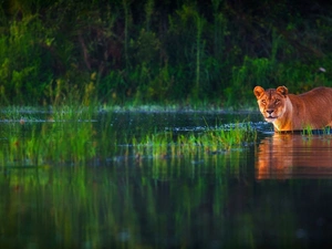 forest, Lioness, water