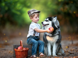 basket, dog, Way, Siberian Husky, boy, Fruits, forest