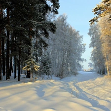 forest, winter, Way