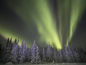winter, aurora polaris, forest