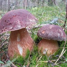 Two cars, fleece, forester, boletus