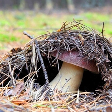 forester, Mushrooms, fleece