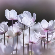 White, forester, Flowers, Poppy Anemone