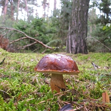 handsome, fleece, forester, bolete