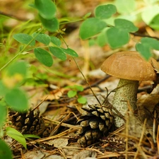 Mushrooms, sheathing, forester, Leccinum Red