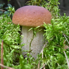 Real mushroom, fleece, forester, mosses