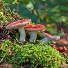 Three, fleece, forester, mushrooms