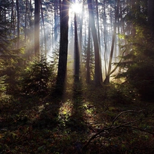 sheathing, trees, The clear, viewes, forest, forester, sun