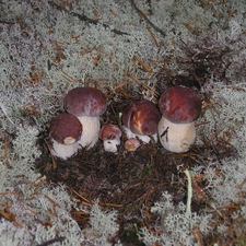 young, fleece, forester, boletus