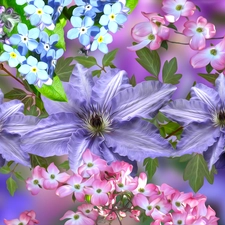 Flowers, Forget, dog-wood, Clematis