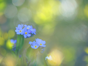blur, Colourfull Flowers, forget-me-not