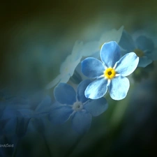 Blue, forget-me-not