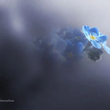 Blue, forget-me-not