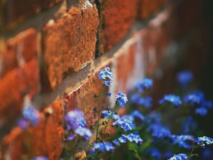 Forget, Flowers, wall