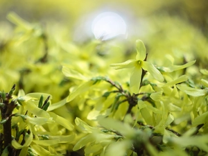 forsythia, Yellow, Flowers