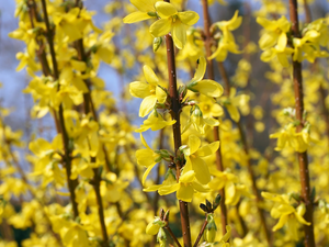 Twigs, forsythia, Yellow, Flowers, Bush